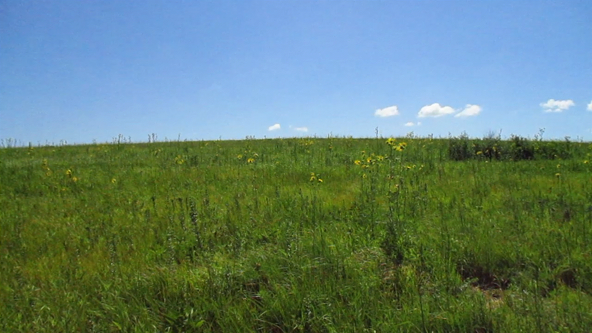 a wildflower prairie