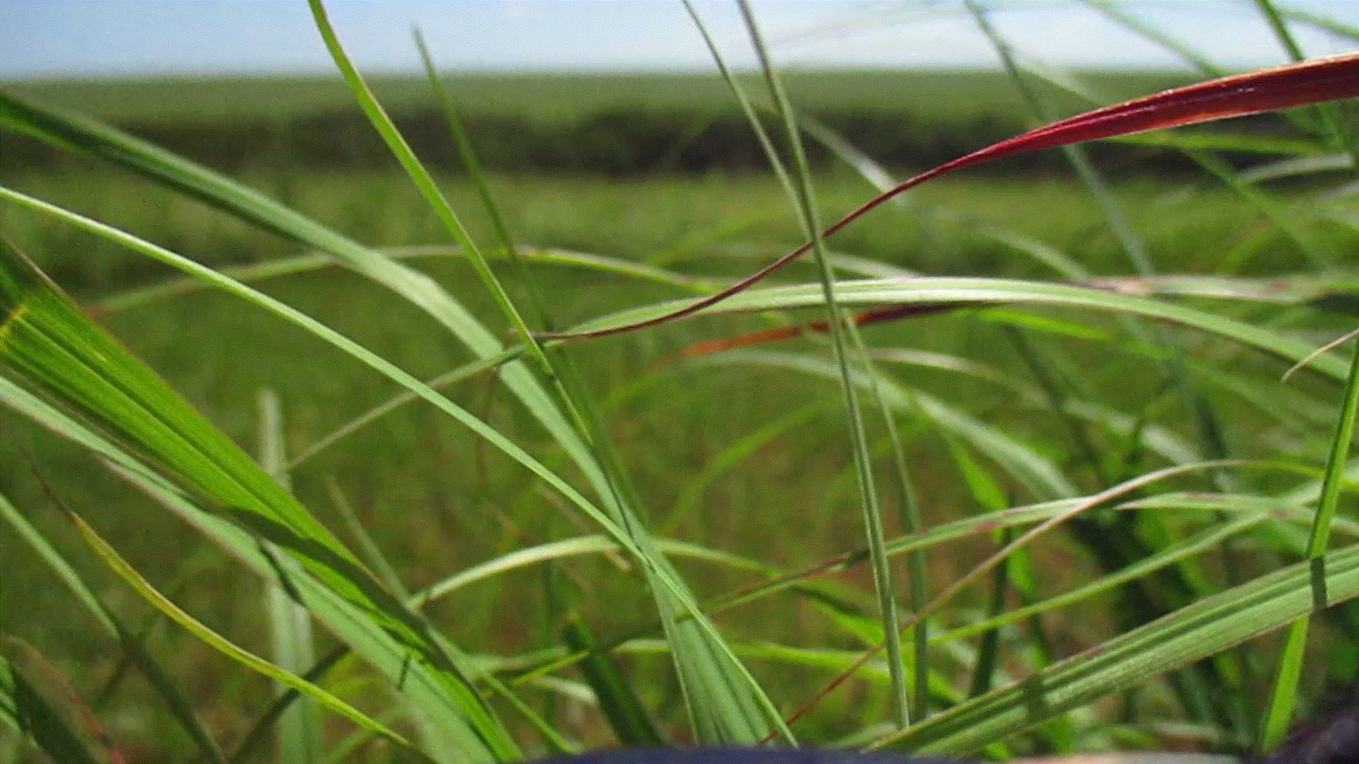 grass blowing in the wind