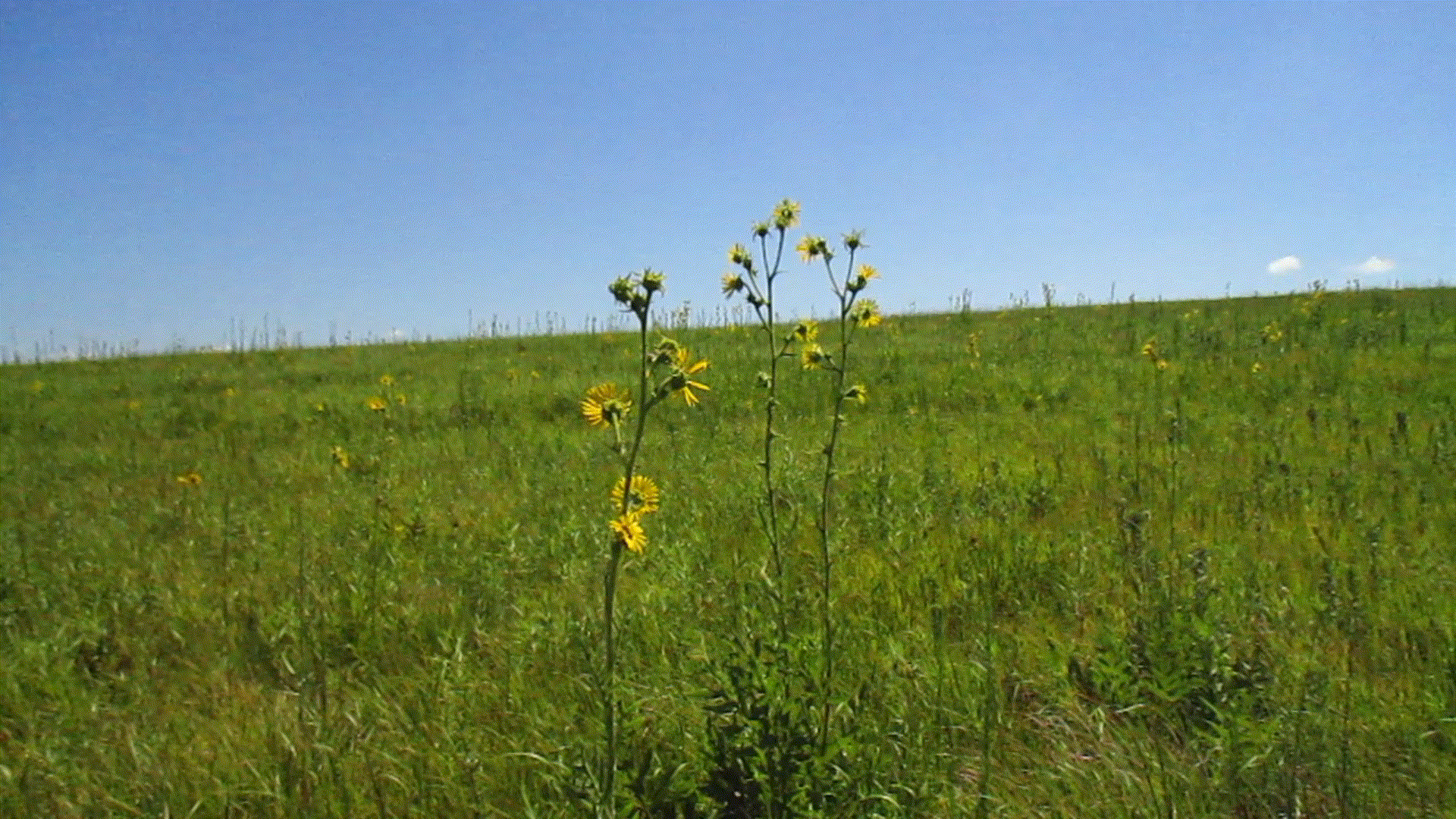 sunflowers blowing in the wind